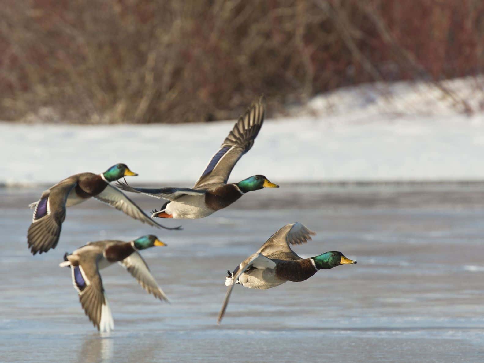 AGFC monitoring avian influenza in Arkansas