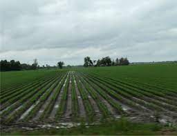 Economic Development Alliance for Jefferson County introduces Arkansas River Rice