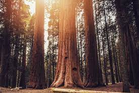 Bipartisan Coalition Leads Effort to Save America’s Iconic Sequoias