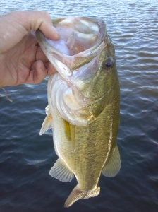 fish