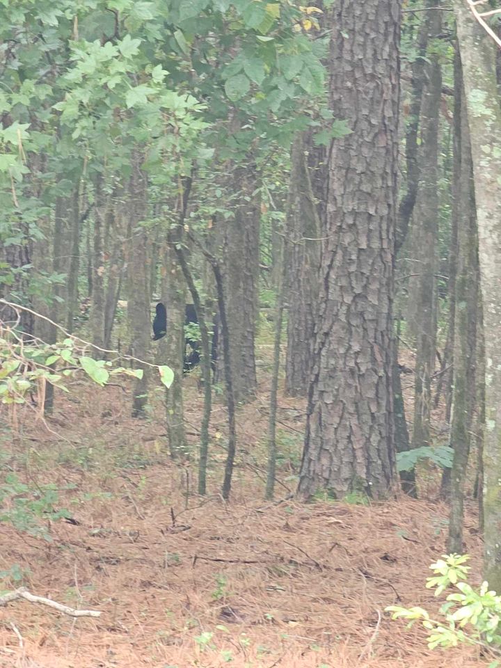 Bear 2