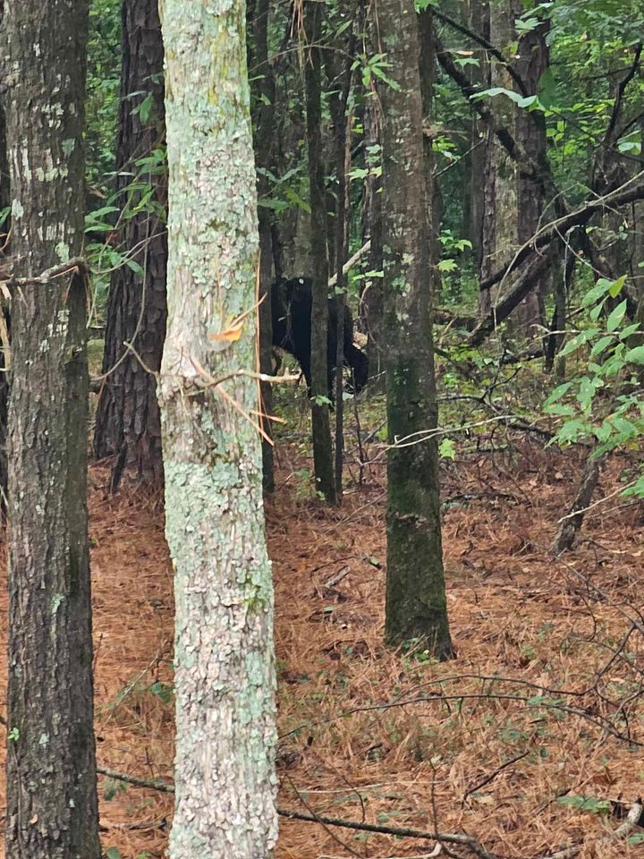 Bear 3