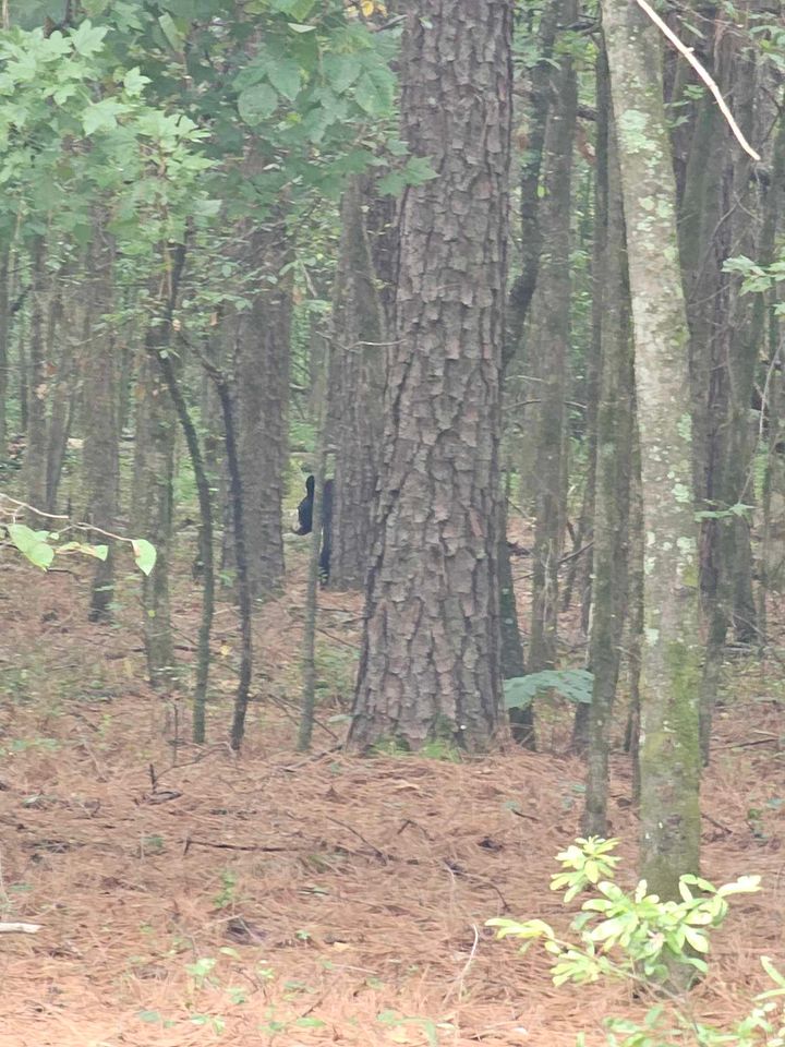 Bear 4
