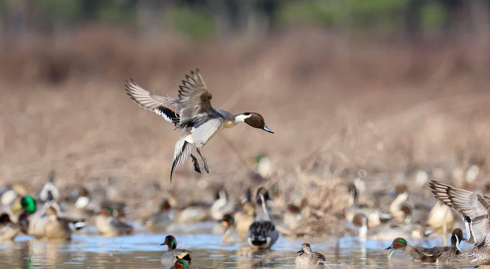AGFC adds 12,000 acres of Arkansas wetlands for waterfowl