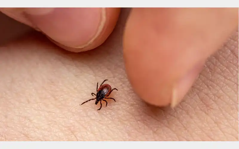 Arkansas Health Officials Warn of Rising Tick Activity and Increased Risk of Tick-Borne Illnesses