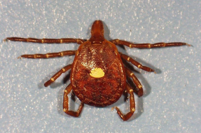 lone star tick female