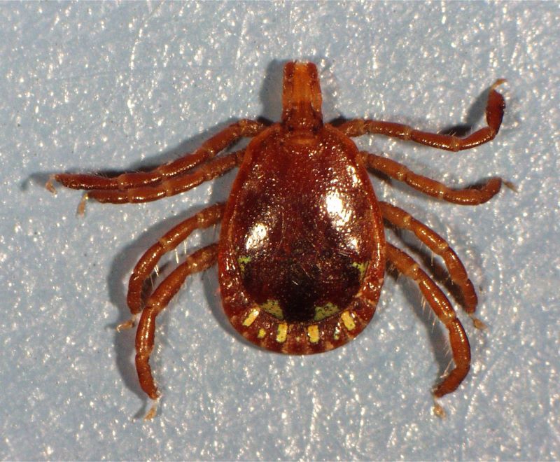 lonestar male